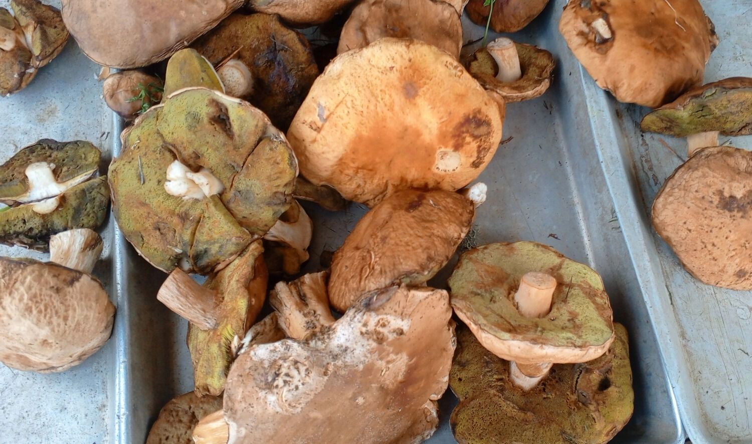 Такие белые грибы можно купить за 400 рублей