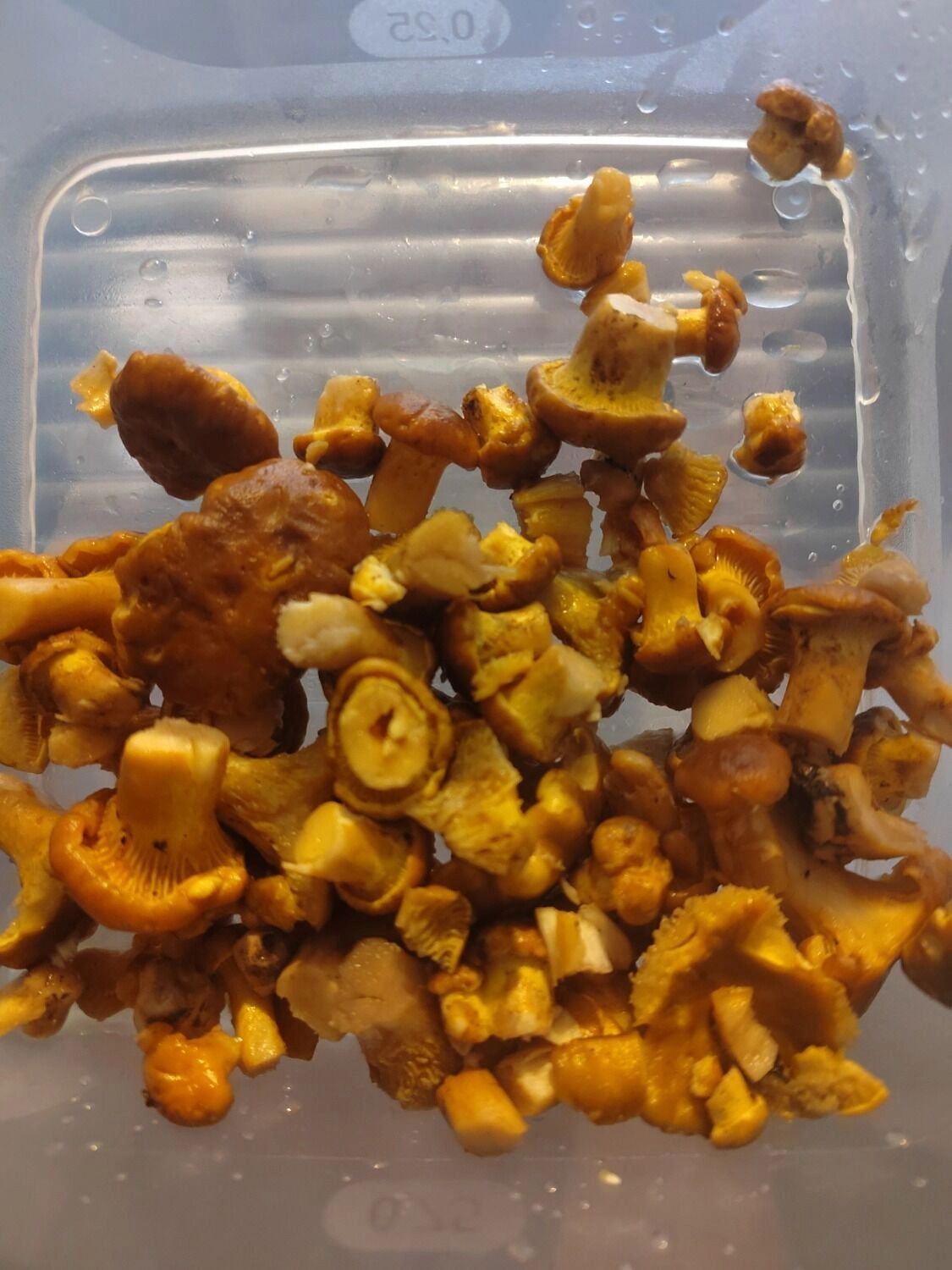 Нижегородцы нашли в лесу первых лисичек