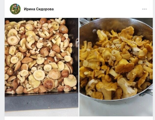 «семейки лисичек и&nbsp;пуговки маслята»