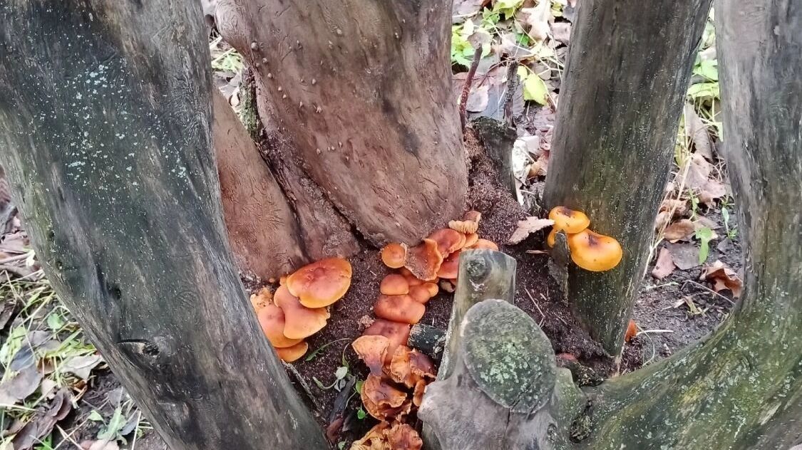 Грибы в Автозаводском районе