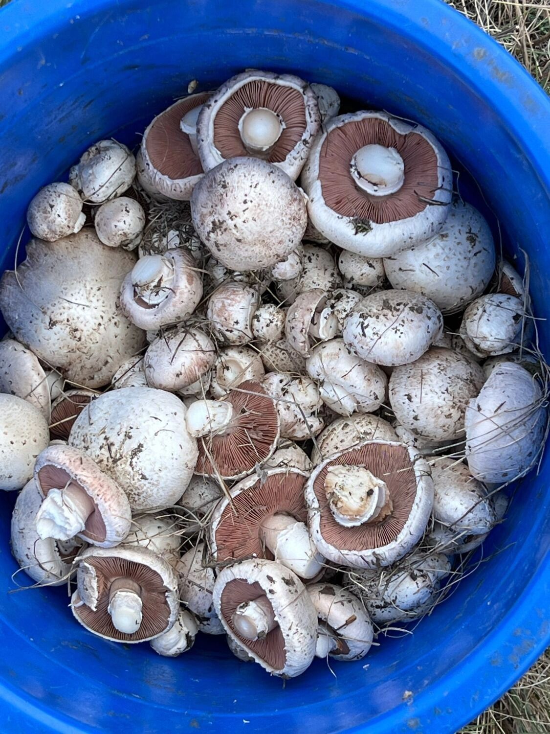 Шампиньоны в Оренбургской области