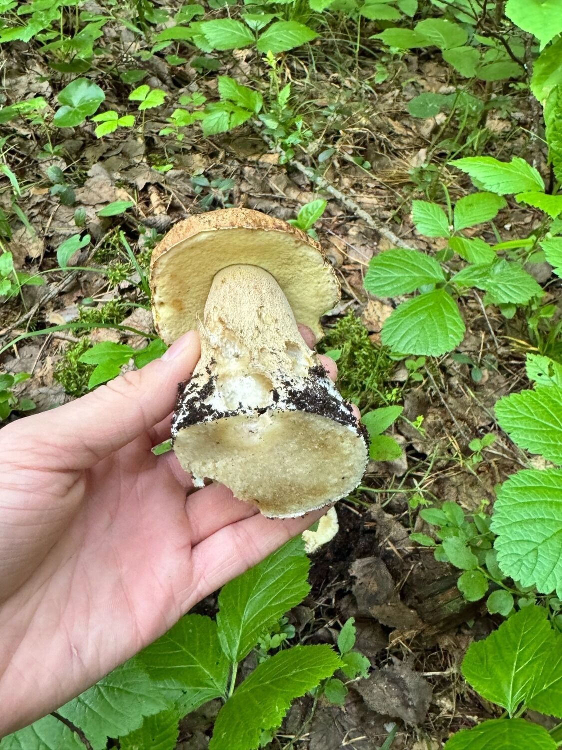 Белый гриб в разрезе