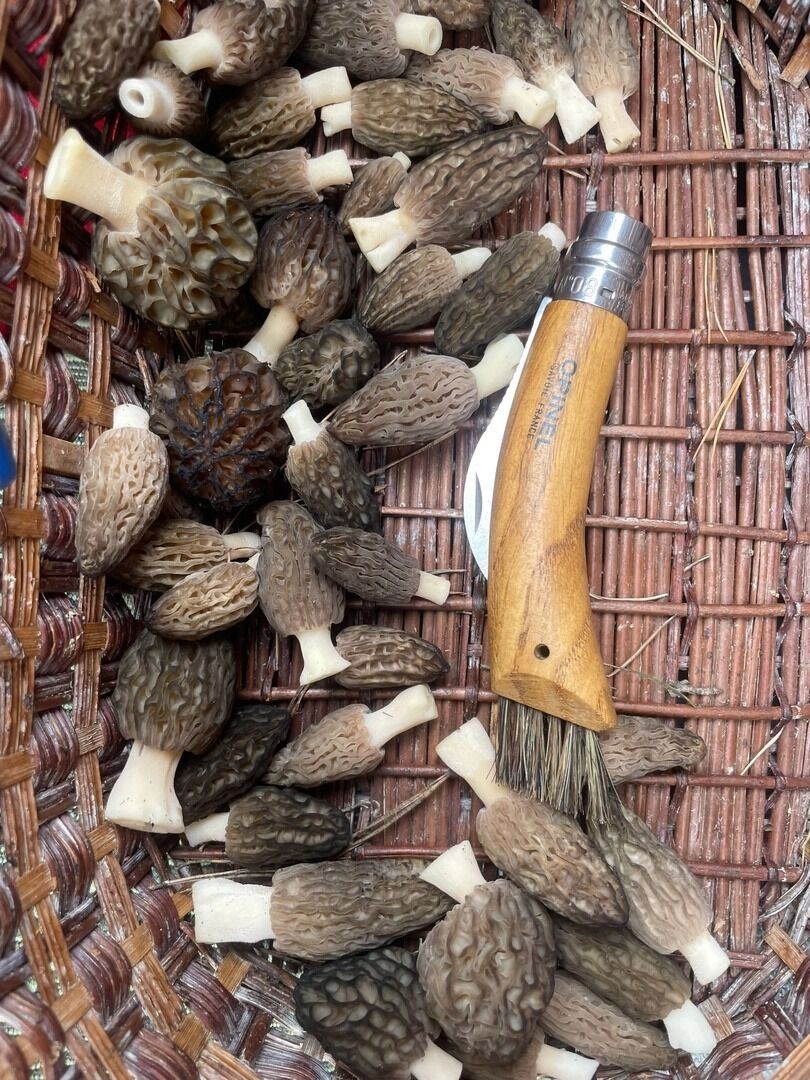 Найденные белгородцами грибы