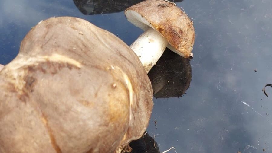 В Оренбуржье начался пик охоты за грибами