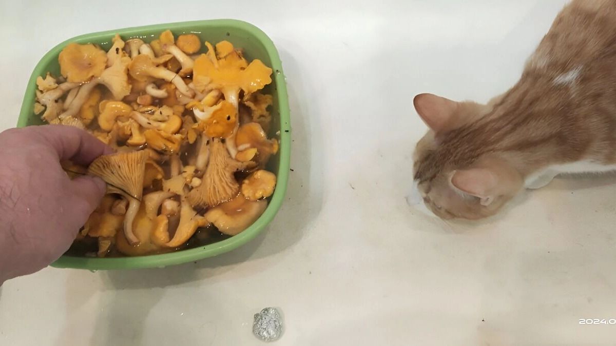 лисички и кошка