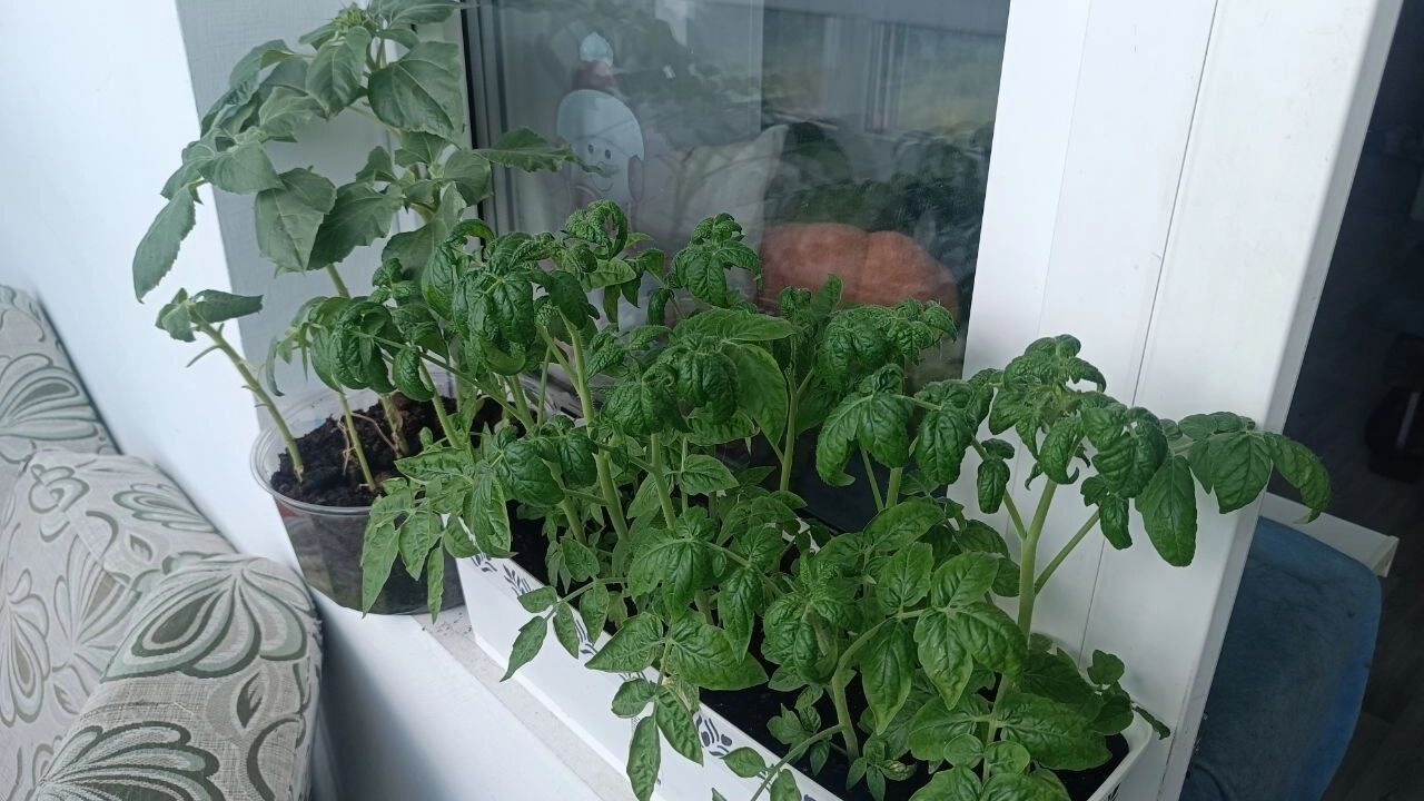 Как выглядит балкон в&nbsp;конце июня 2025&nbsp;года