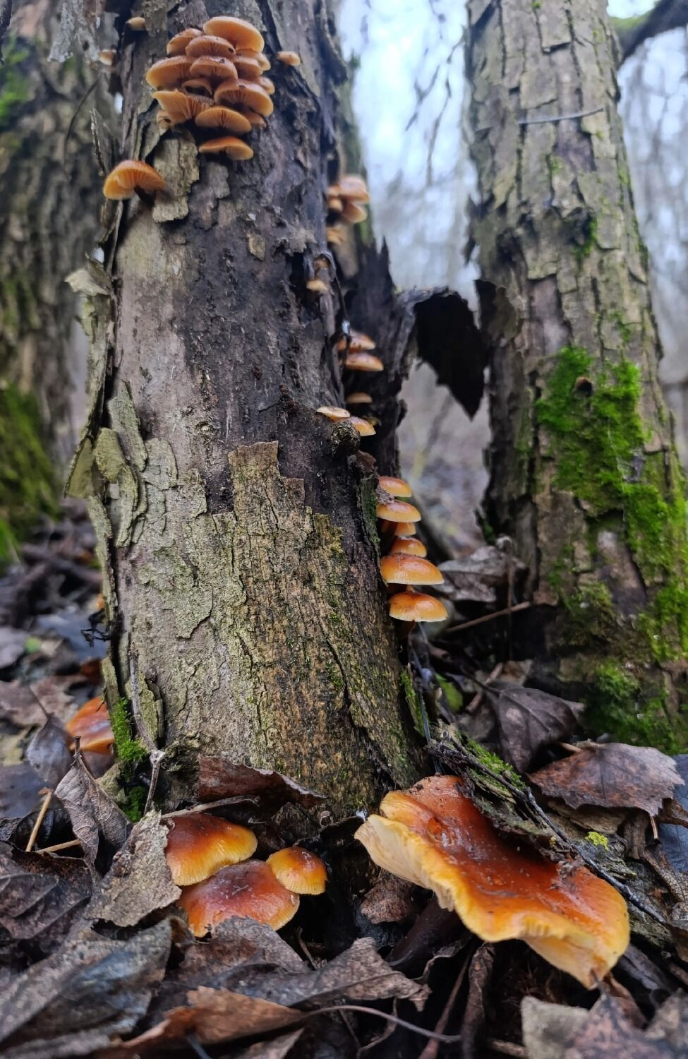 Декабрьские грибы в Борском округе