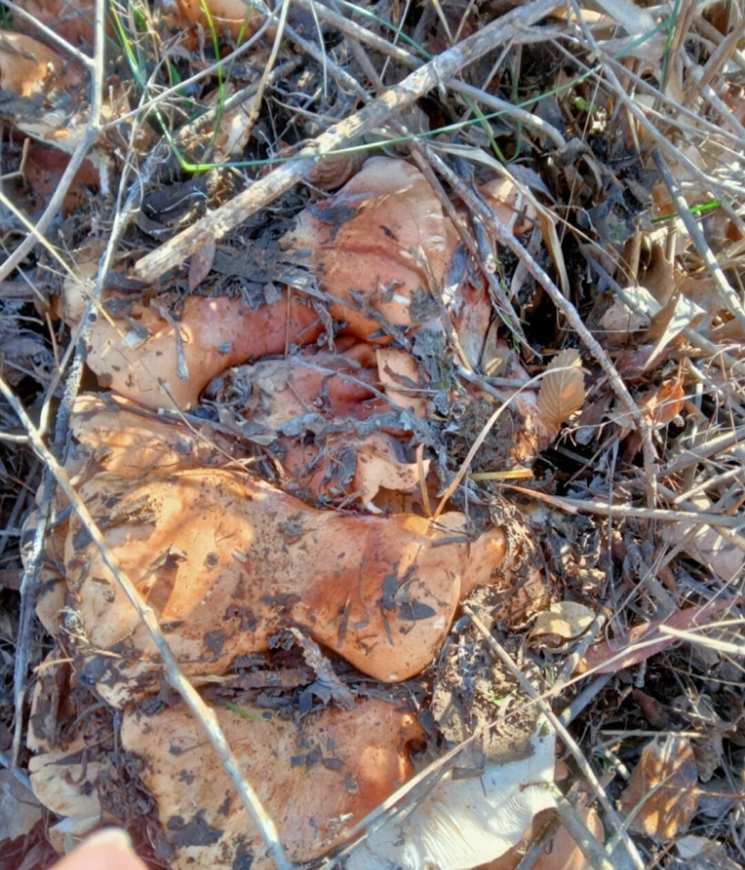 Грибы в Оренбуржье