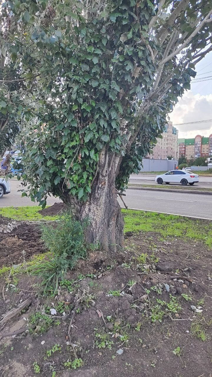 Деревья не выглядят идеально здоровыми