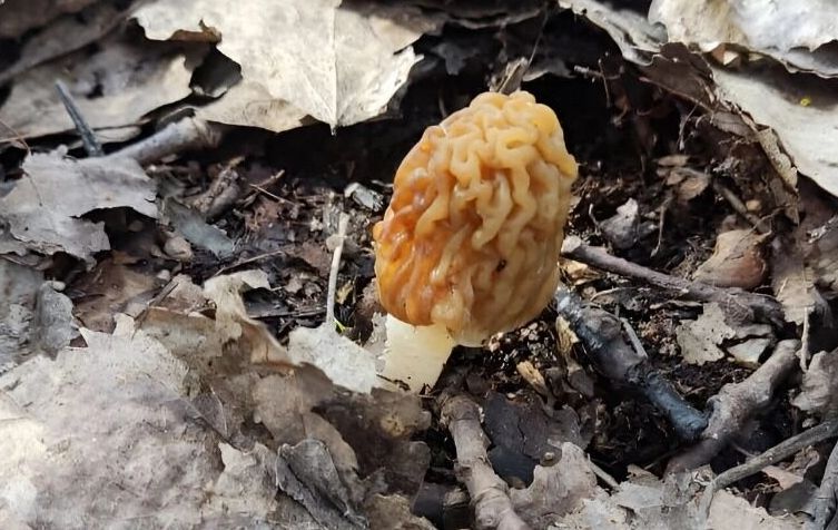 сморчковая шапочка