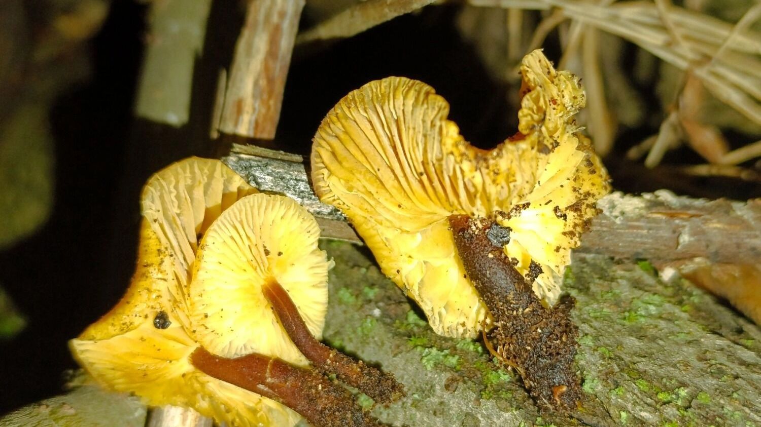 Зимние опята в Нижегородской области (январь 2025 года)