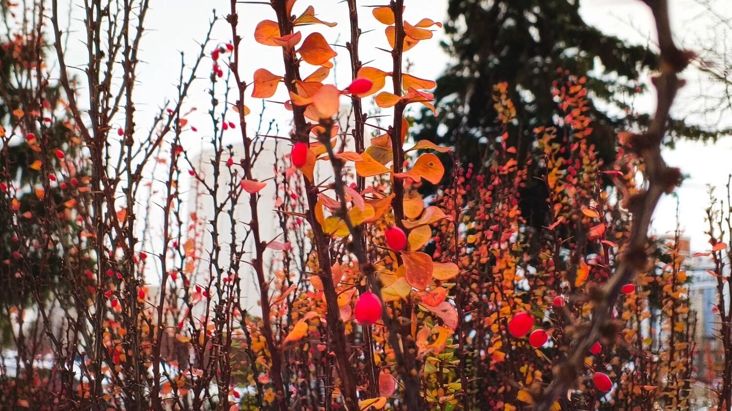 «В&nbsp;саду горит костер рябины красной, но&nbsp;никого не&nbsp;может он&nbsp;согреть»