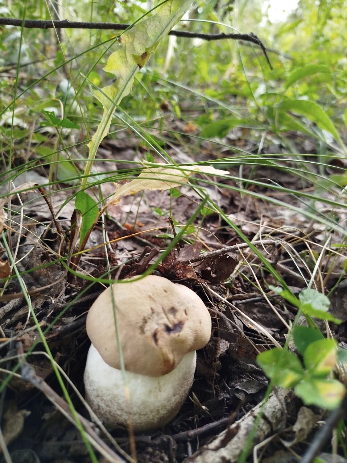 Боровик из Лукояновсского округа