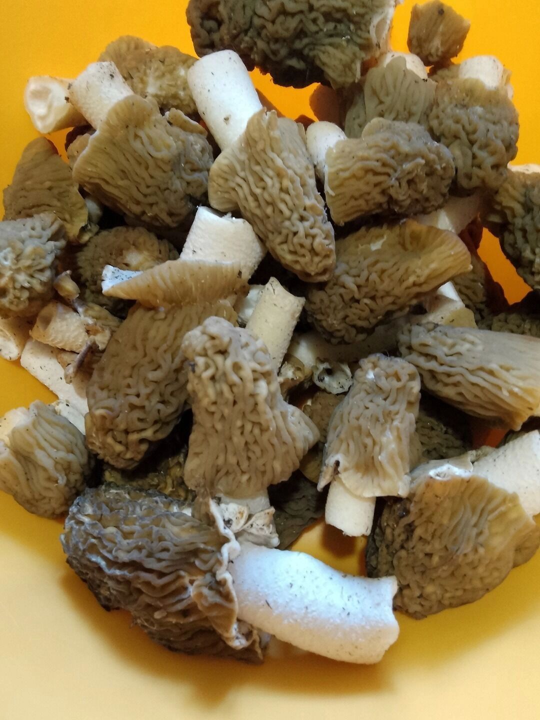 Сморчки в Оренбургском районе