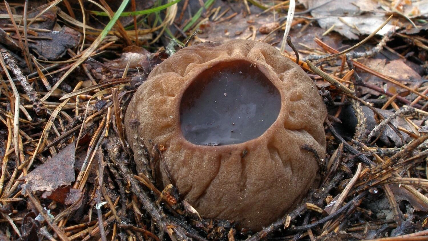 Саркосома шаровидная