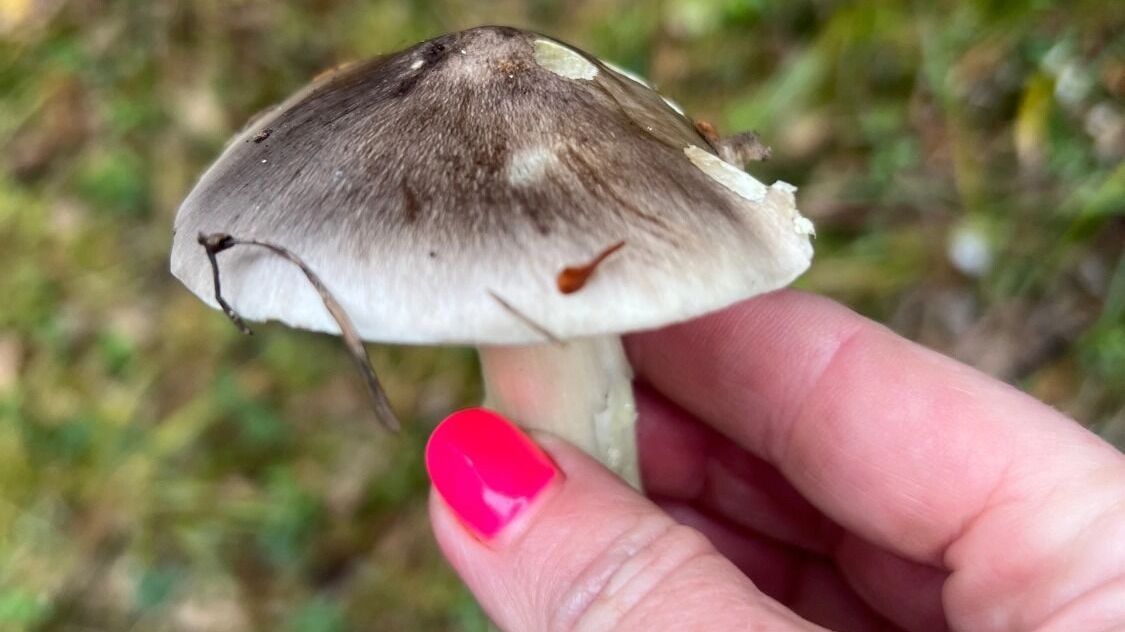 Эти съедобные грибы нашли 4 октября в Усть-Качке
