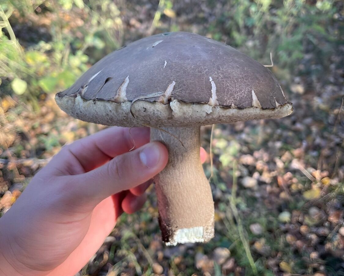 подберезовик