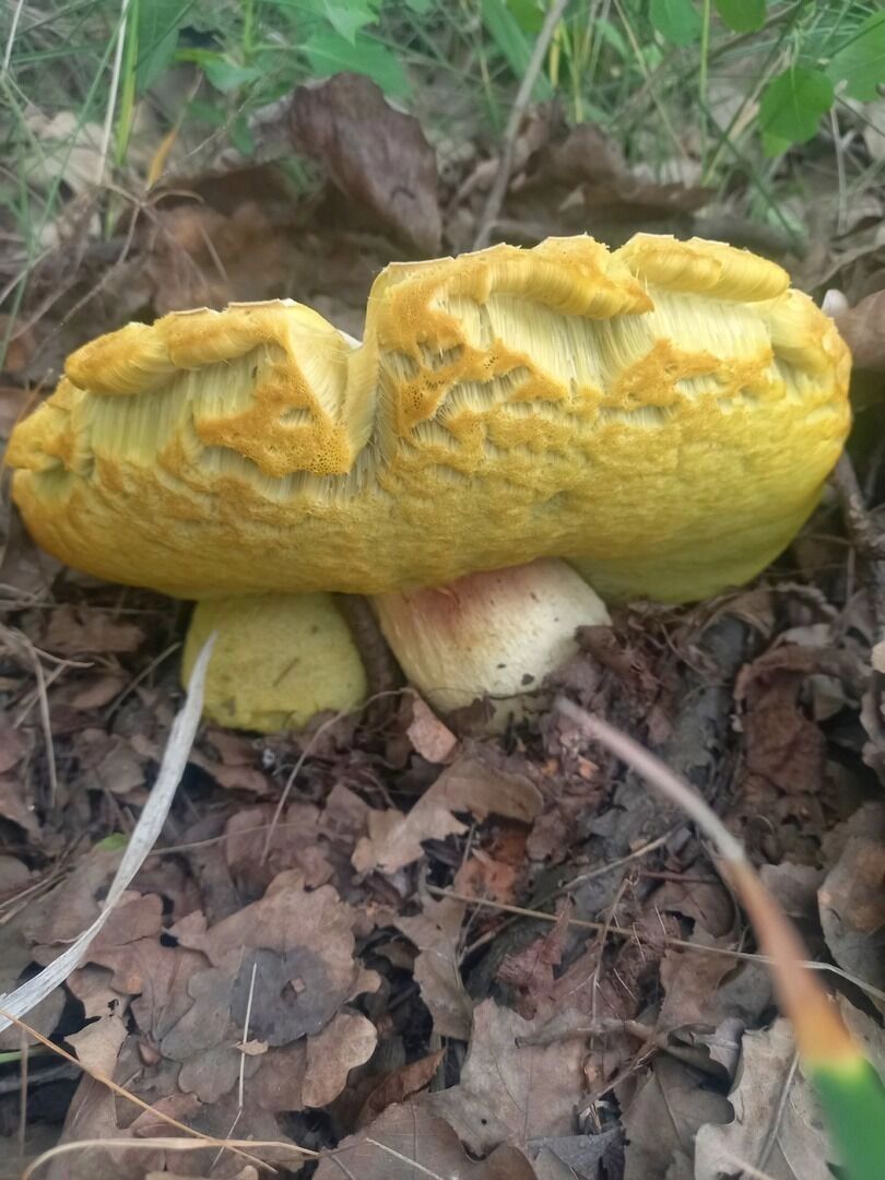 Грибные находки белгородцев