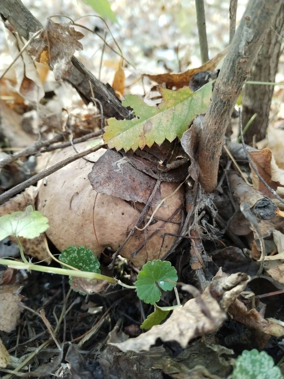 В Оренбуржье встречаются не только грибы, но и дикие животные
