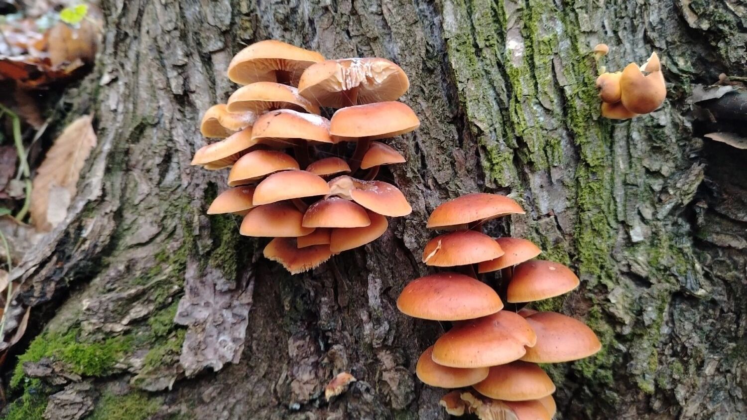 Зимние опята в Нижегородской области (ноябрь 2024 года)