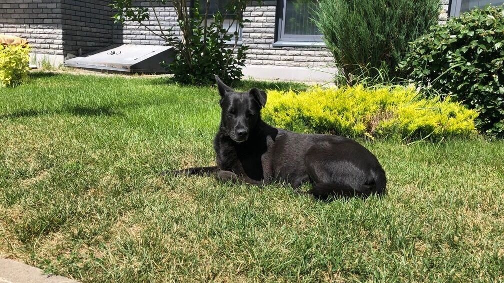 На&nbsp;фото: собака на&nbsp;газоне