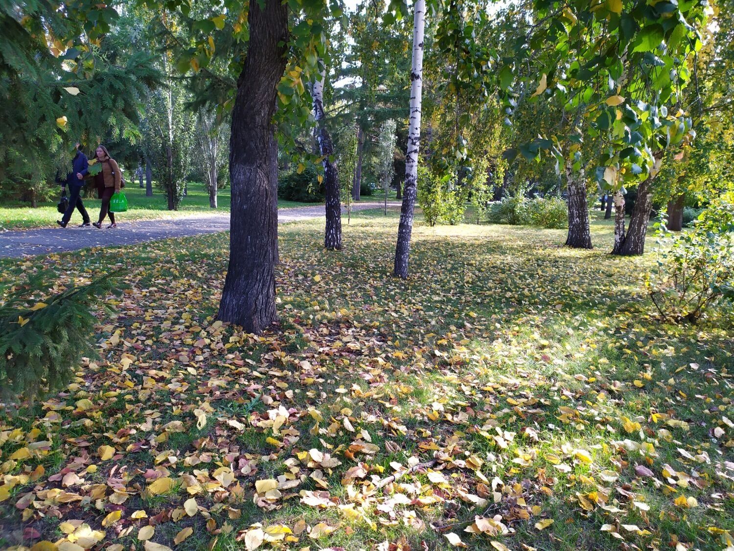 Лес в сентябре начинает преображаться