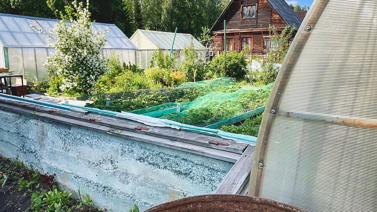 Как вырастить ревень