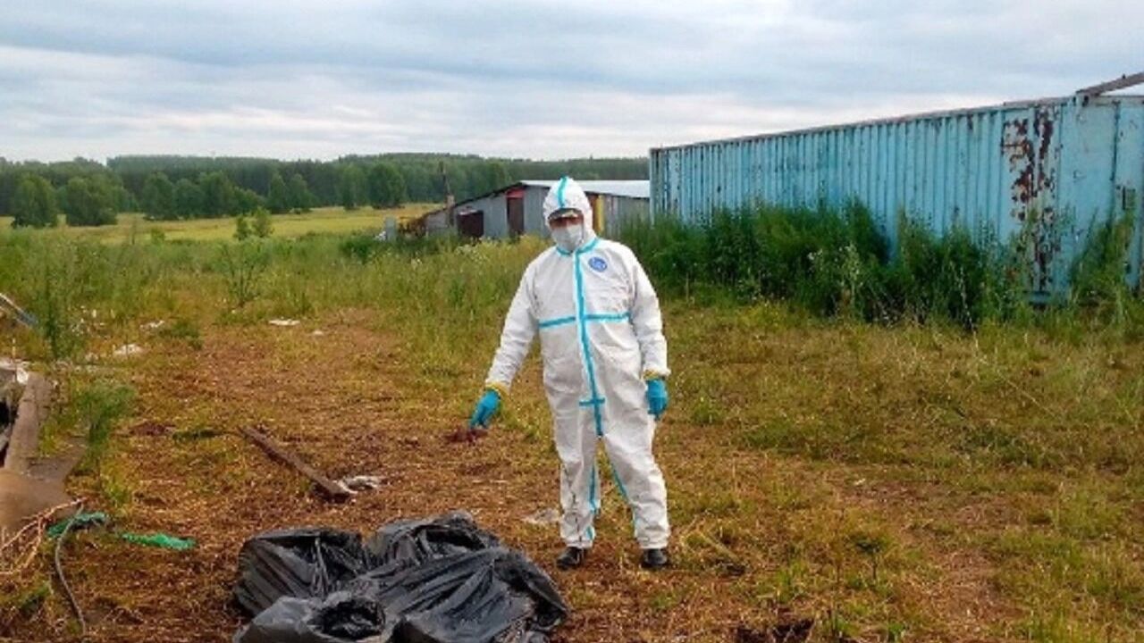В госветслужбе Удмуртии заявили о начале уборки куриных останков в Якшуре