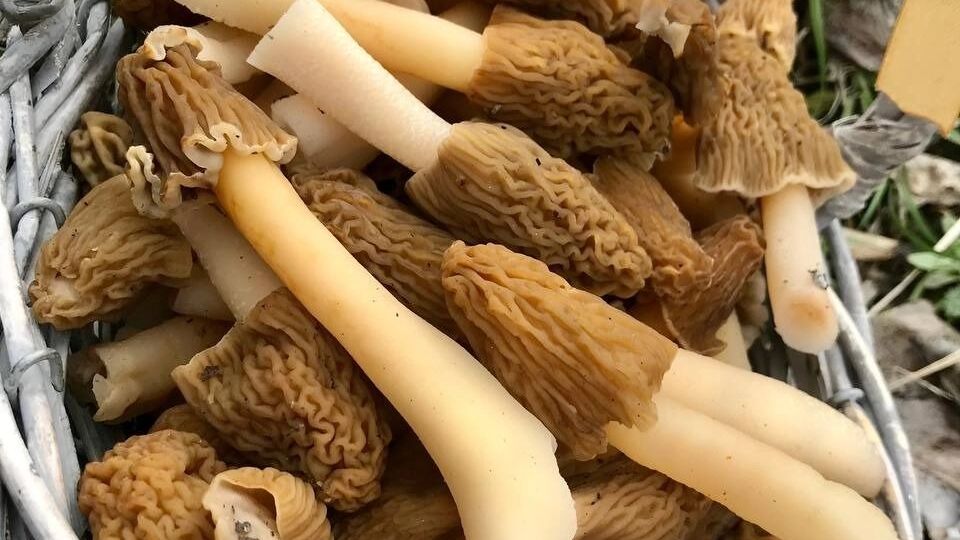 Тюменцы хвастаются первым уловом сморчков. ФОТО