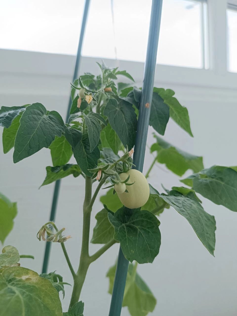 Моя рассада в&nbsp;мае 2025&nbsp;года