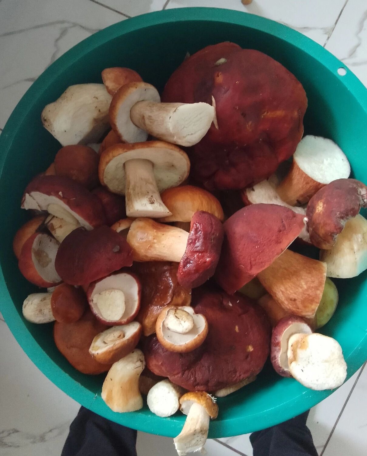 Под Балахной грибы собирают ведрами