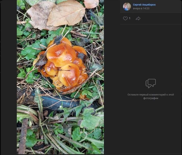 Как отмечают опытные грибники, на скриншотах "красуется" съедобная фламмулина или зимний опенок