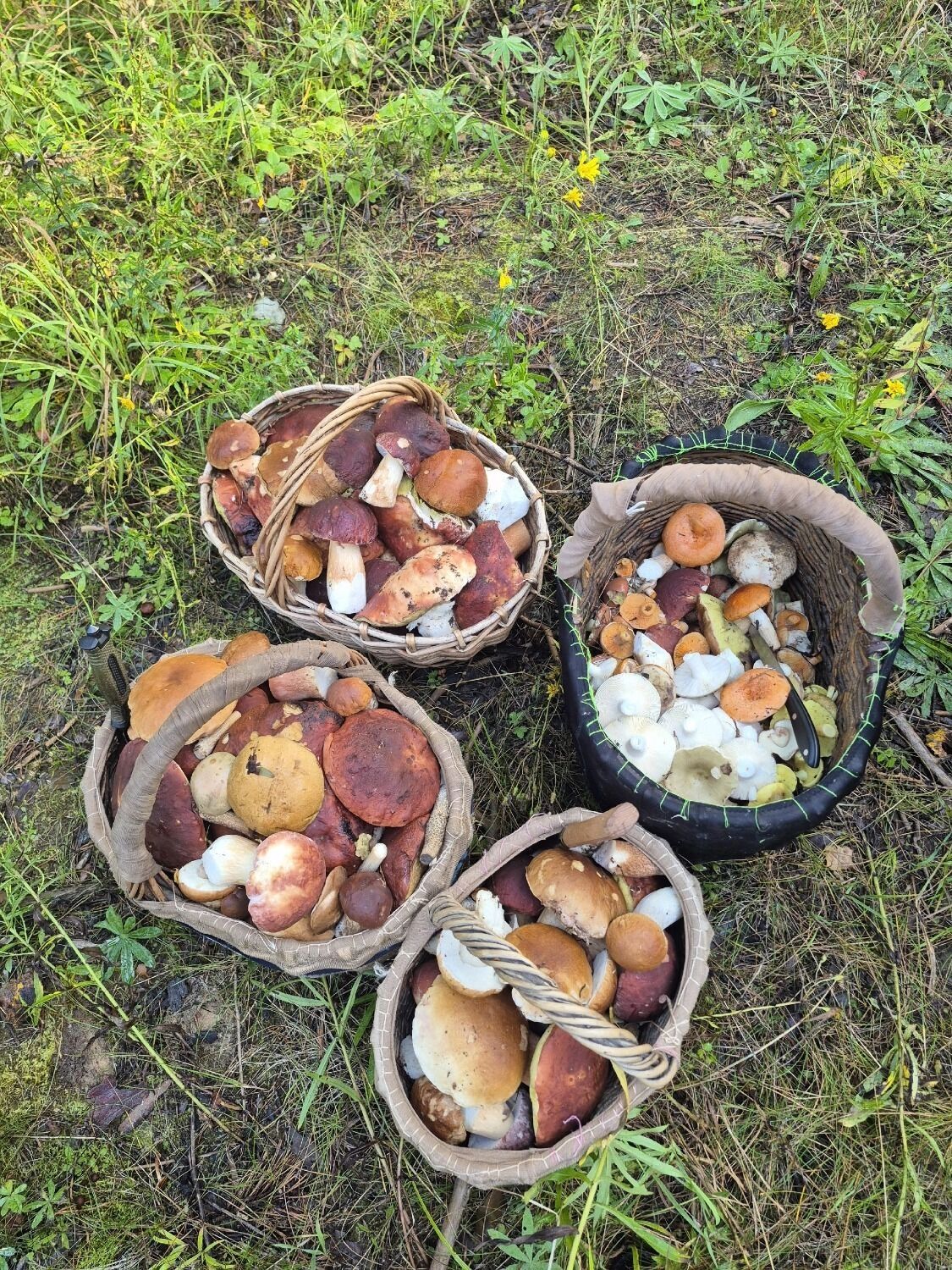 Грибы из Ковернинского округа