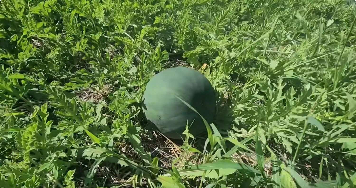 Урожай на ферме Фейнстра