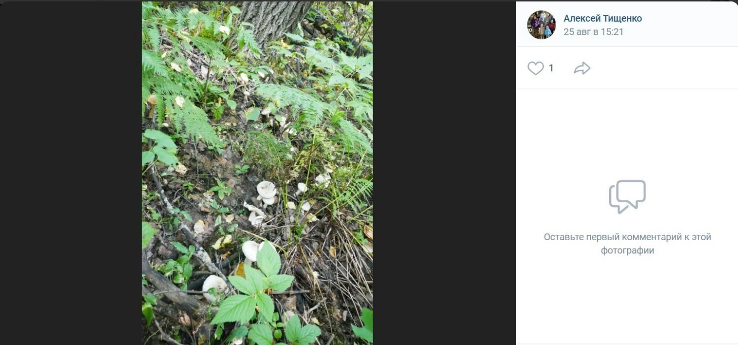 Скромные лесные дары Тевризского района