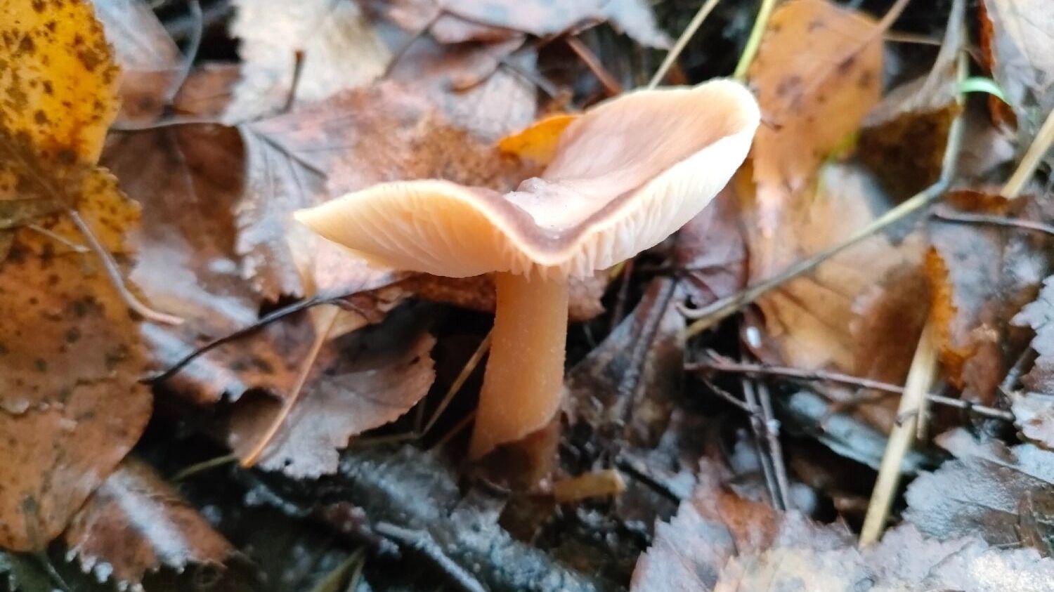 Ноябрьские грибы в Нижегородской области