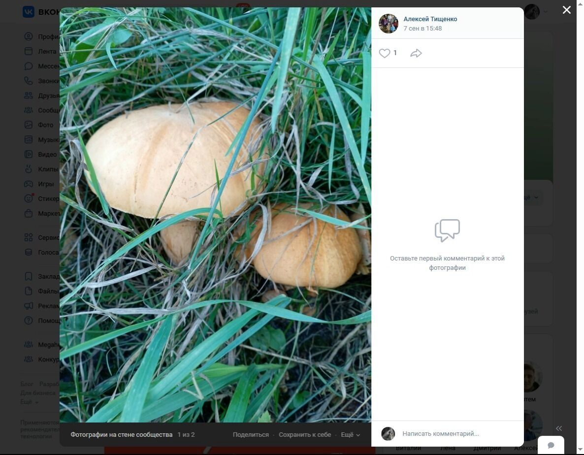 Золотистый гриб