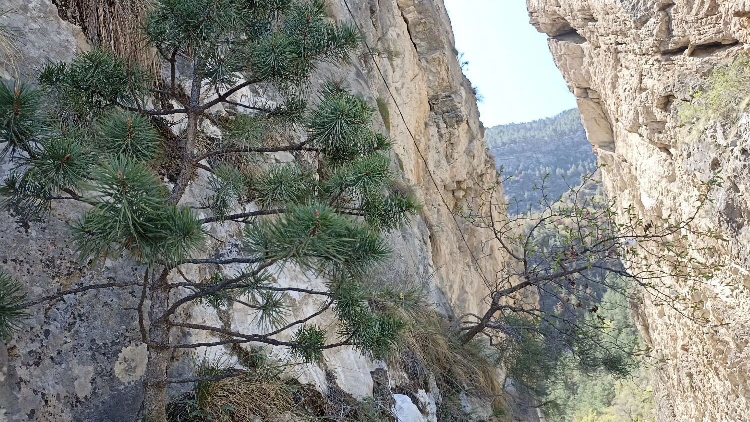 На&nbsp;фото: сосны в&nbsp;горах