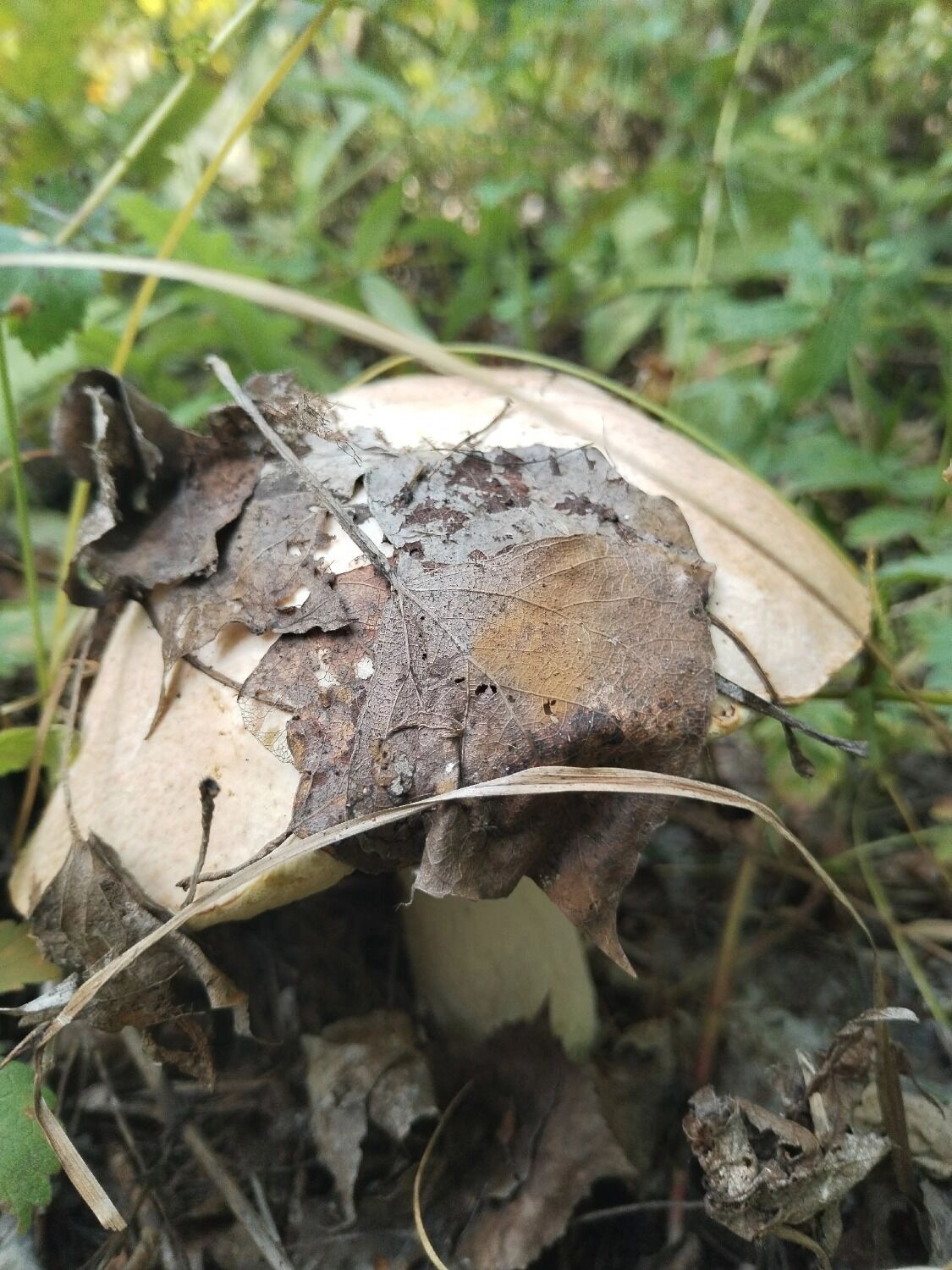 В Оренбургском районе собрали грибы