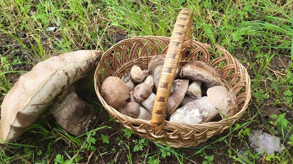подберезовики