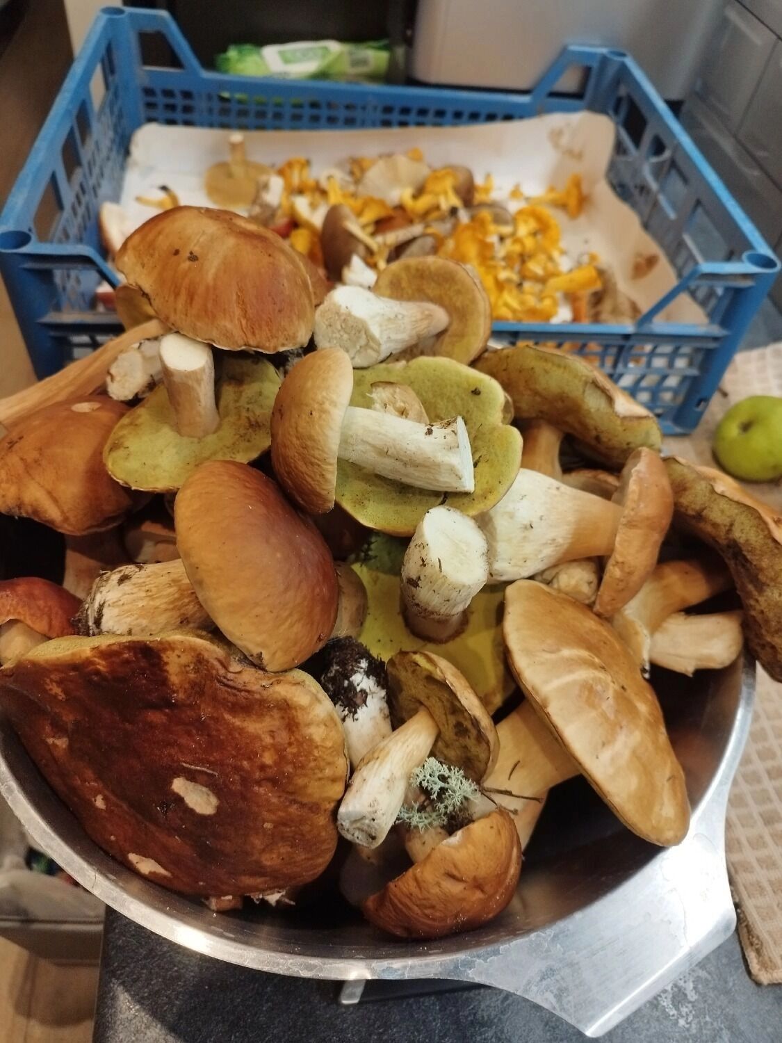 Белые грибы во Фролищах