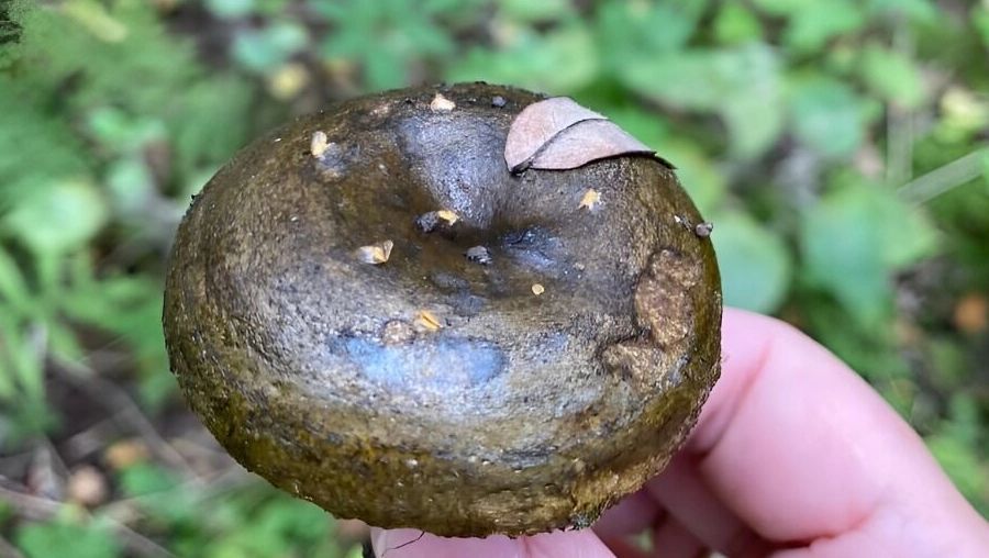 черный груздь