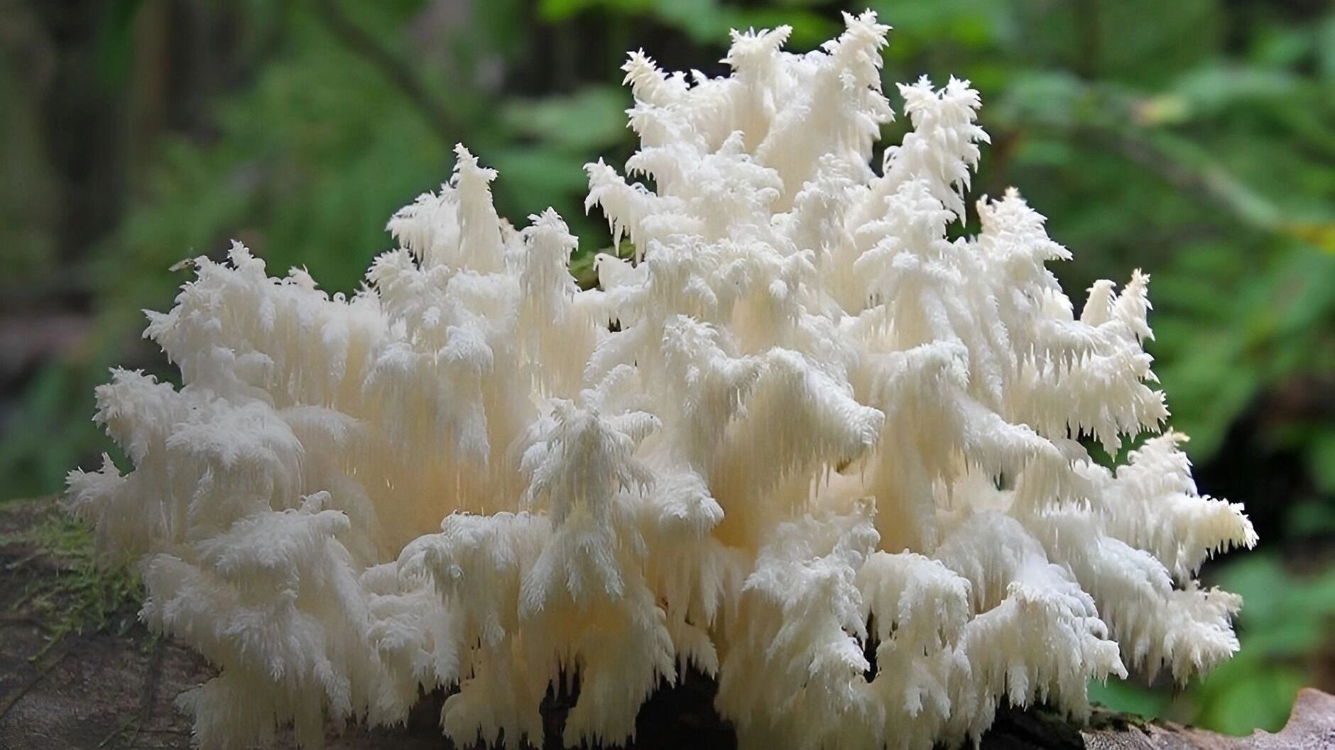 ежевик гребенчатый