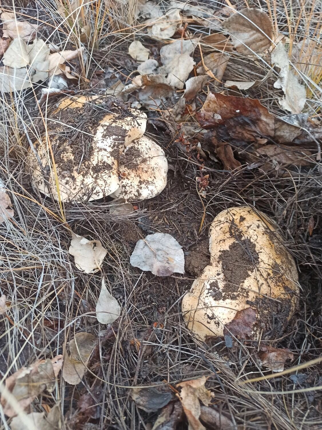 Грузди в Оренбуржье