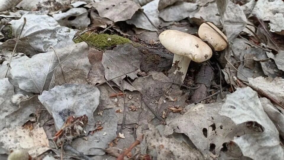 Рядовка майская