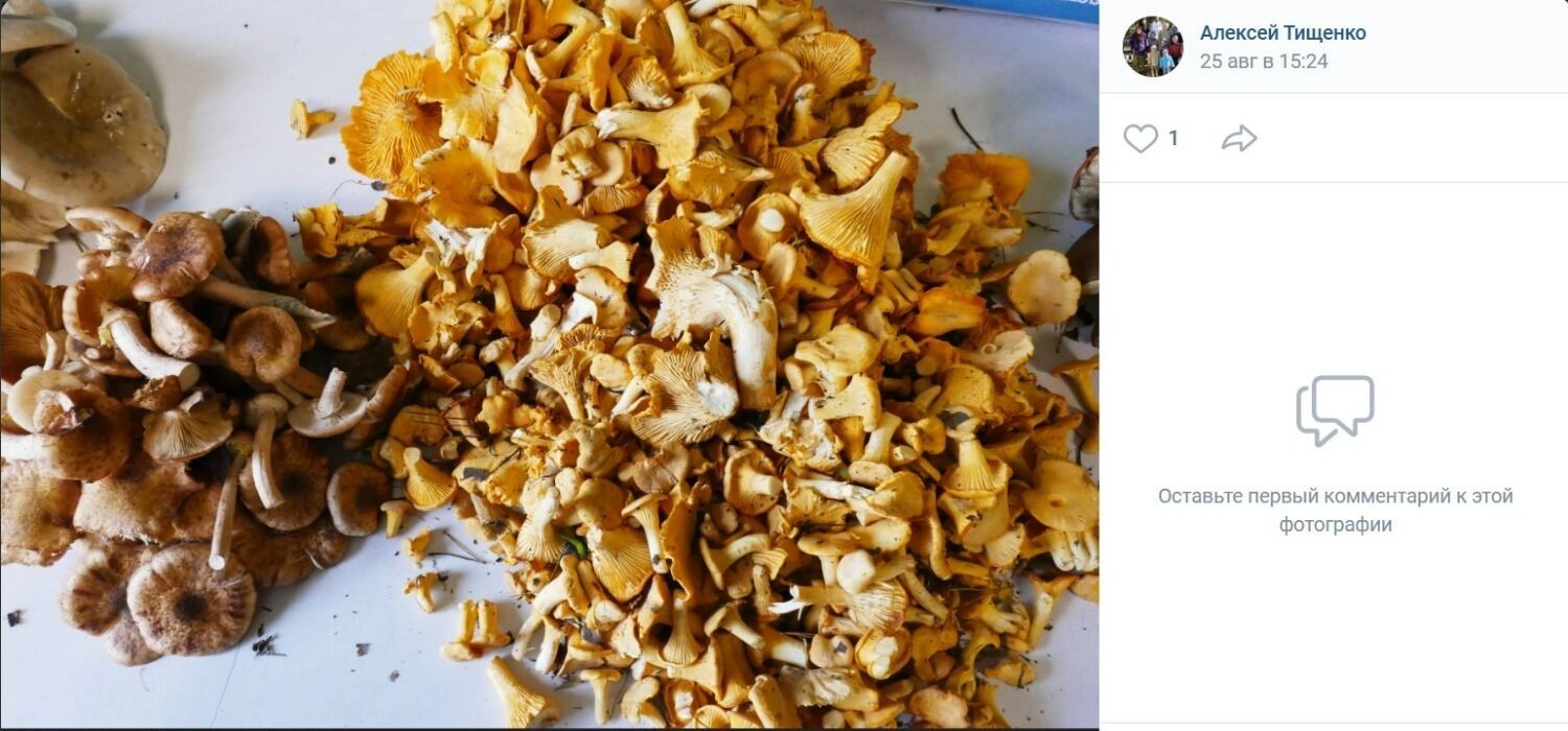Грибы, попавшиеся в&nbsp;Тевризском районе