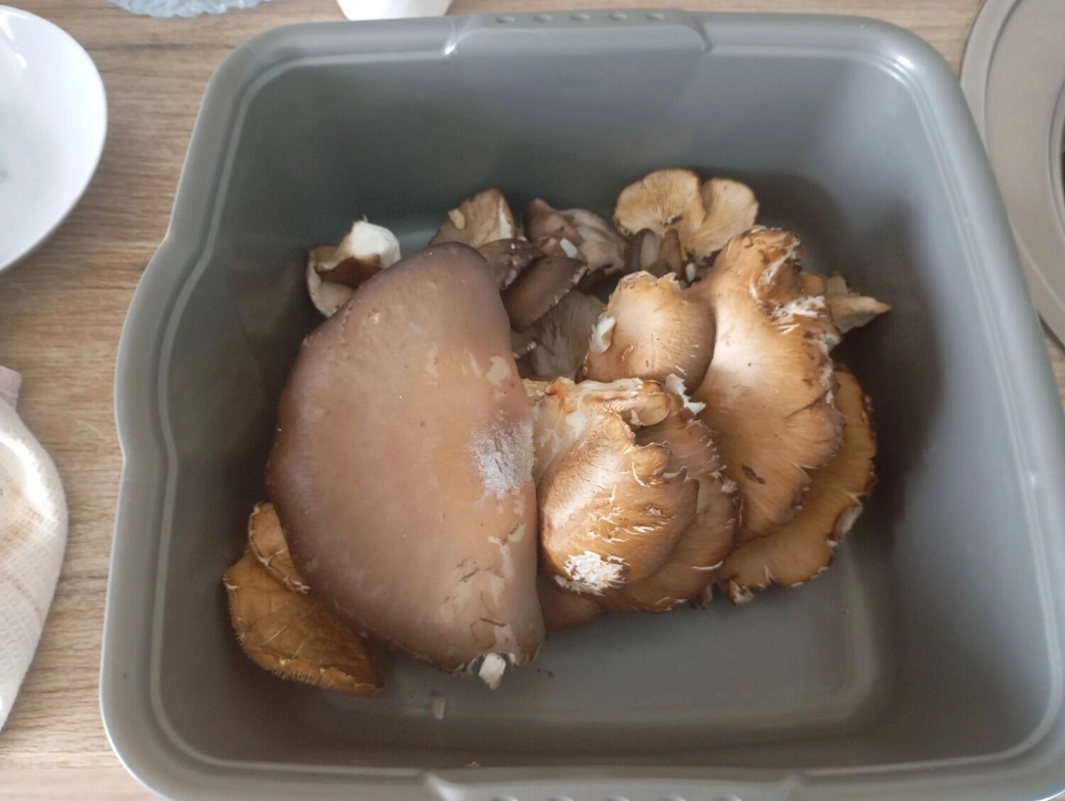 В Оренбуржье в ноябре собирают вешенки.