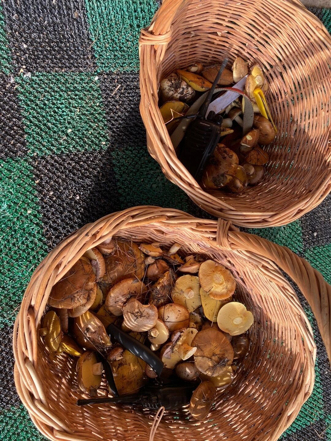 Маслята в Оренбургских лесах