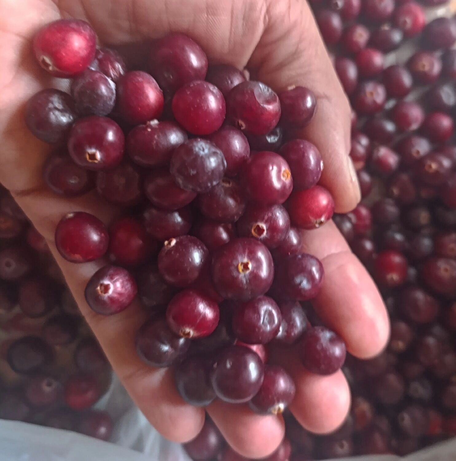 Клюква из Сокольского округа