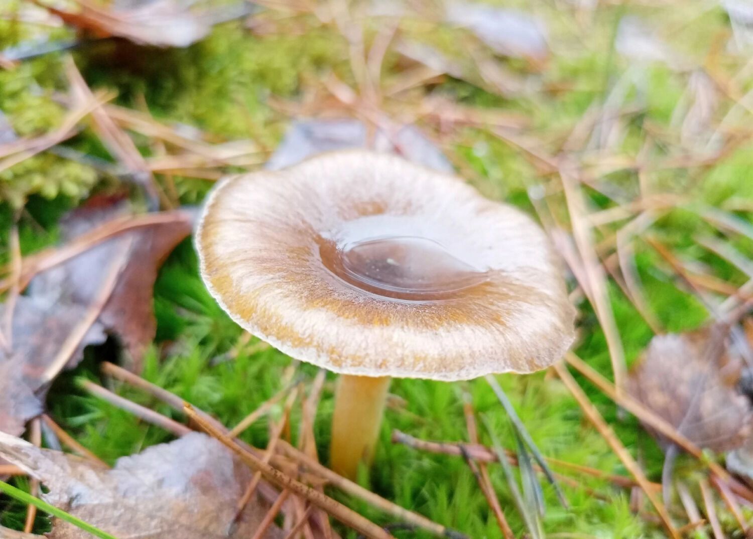 Нужно помнить, что не все рядовки съедобны